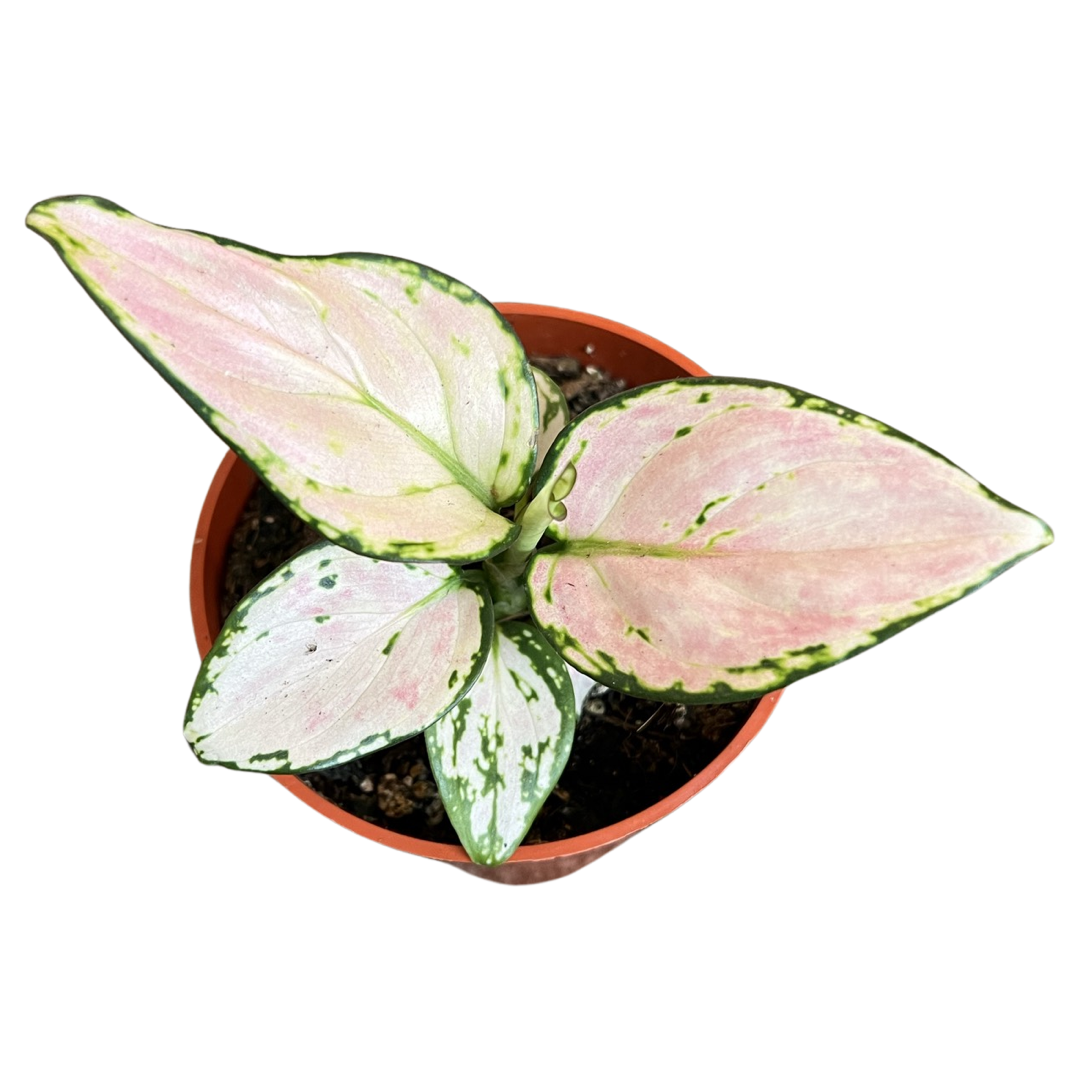 Geely Red | Aglaonema