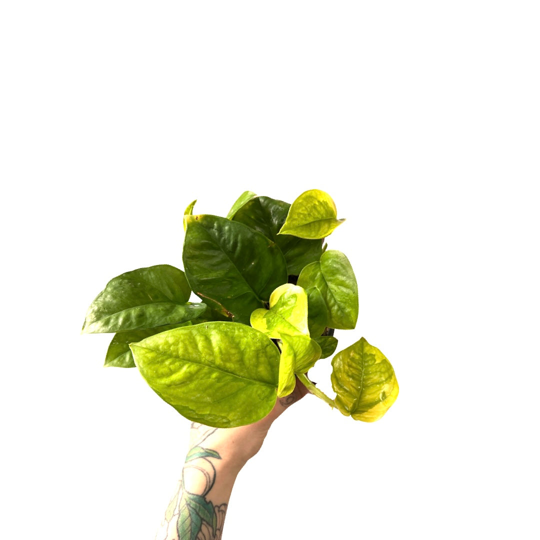 Pothos | Global Green