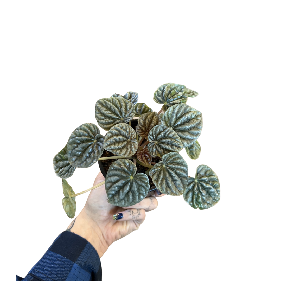Peperomia | Grey Luna