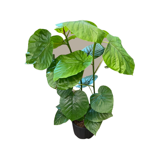 Ficus Umbellata 4”