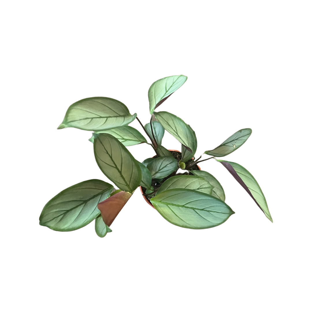 Ctenanthe | Grey Star