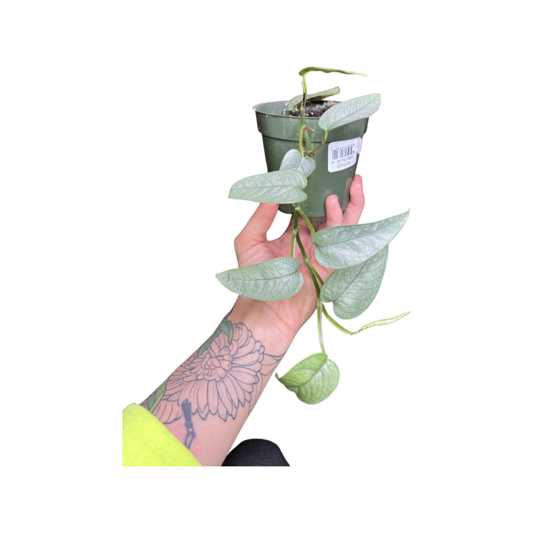 Pothos | Cebu Blue