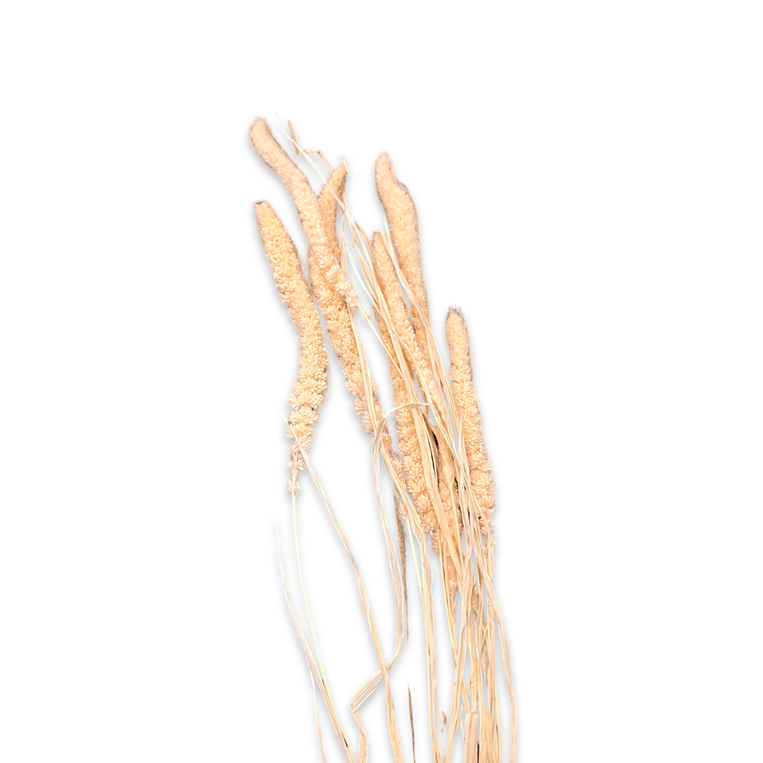 Peach Long Tails | Dried Floral