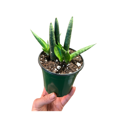 Snake | Boncel Fingers