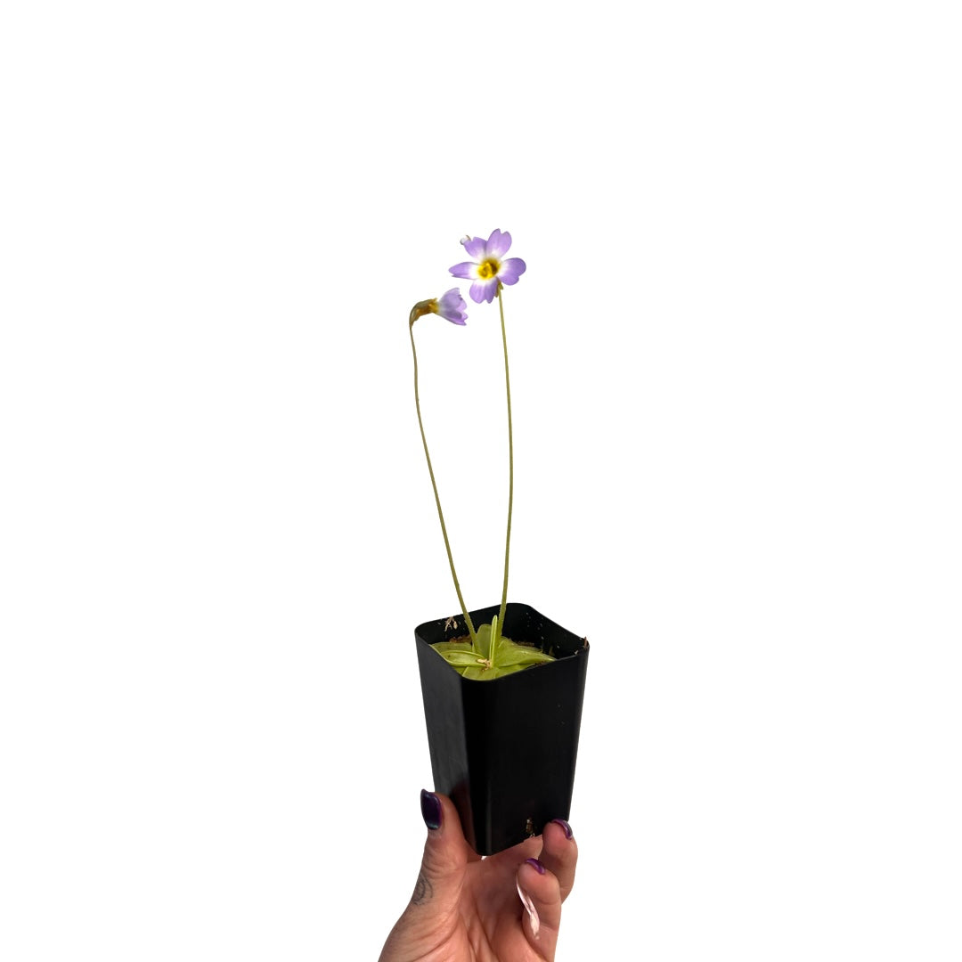 Butterwort | Pinguicula Primuliflora