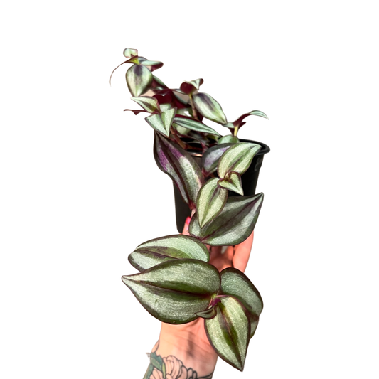 Tradescantia | Zebrina Purple