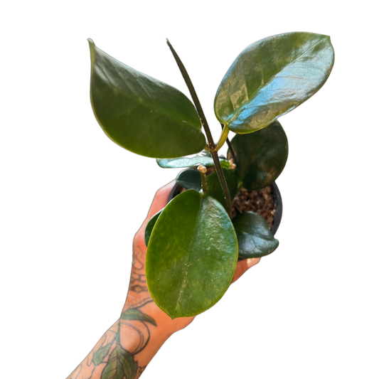 Hoya | Australis