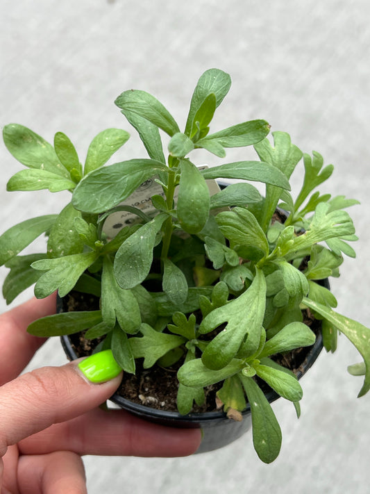 Tarragon 4" | Garden Seedling