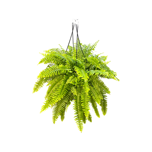 Fern | Boston