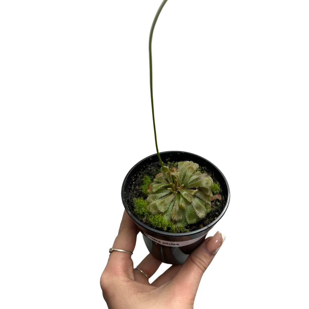 Drosera Aliciae | Rosette Sundew