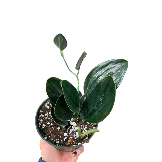 Pothos | Treubii Nearly Black