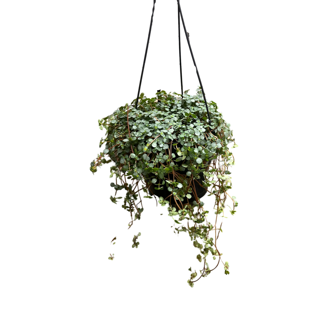 Silver Sparkle Baby Tears | Pilea
