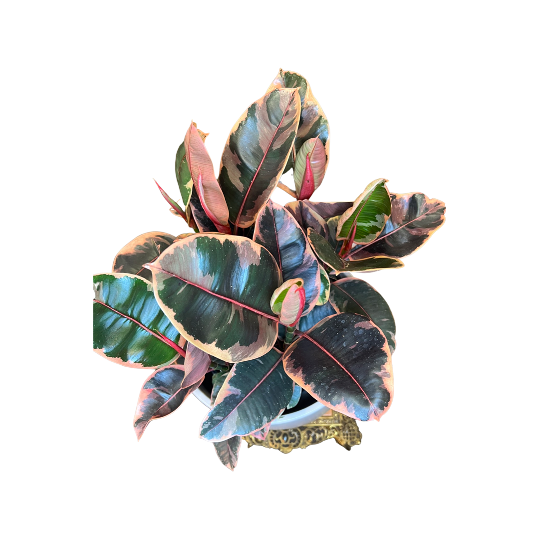 Ficus | Ruby