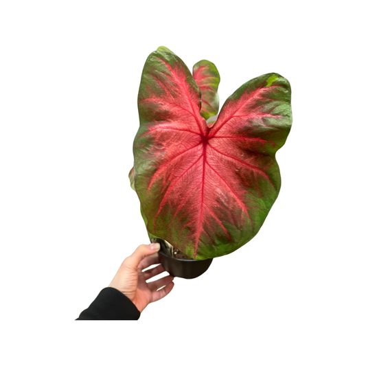 Caladium