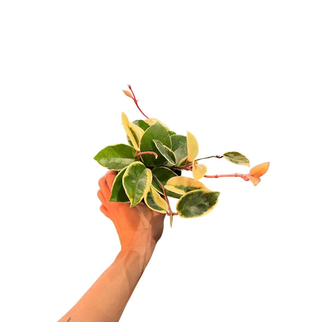 Hoya | Krimson Queen
