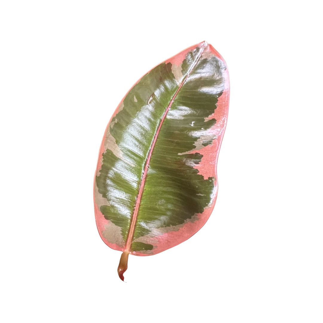 Ficus | Ruby