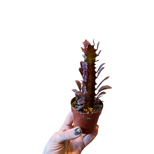 Euphorbia|  Trigona Red African Milk Tree