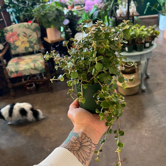 Pilea | Kiereweed