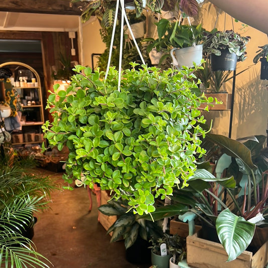 Peperomia | Rotu