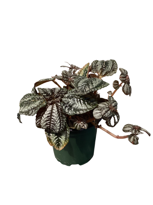 Pilea | Norfolk