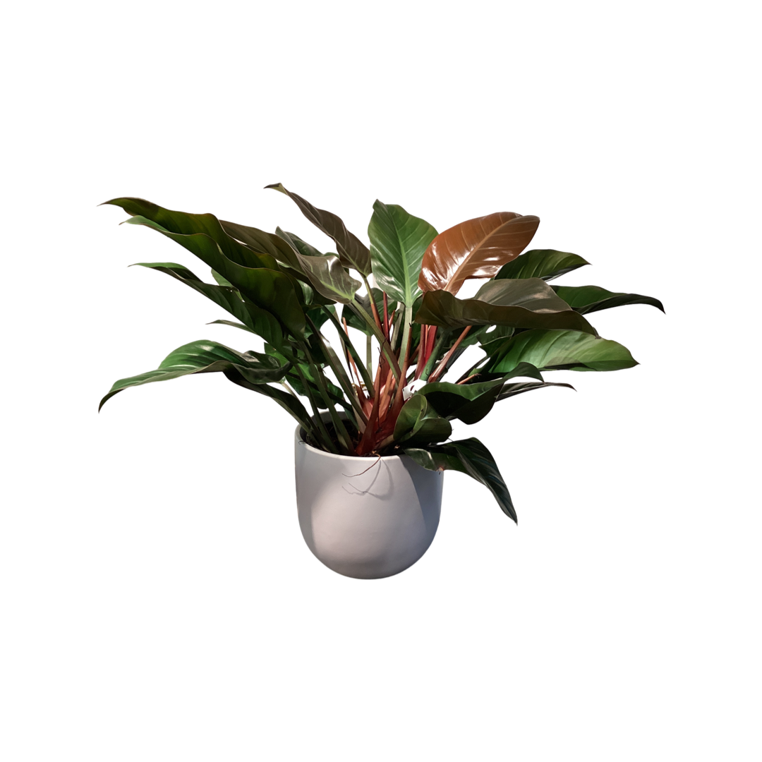 Philodendron | Imperial Red