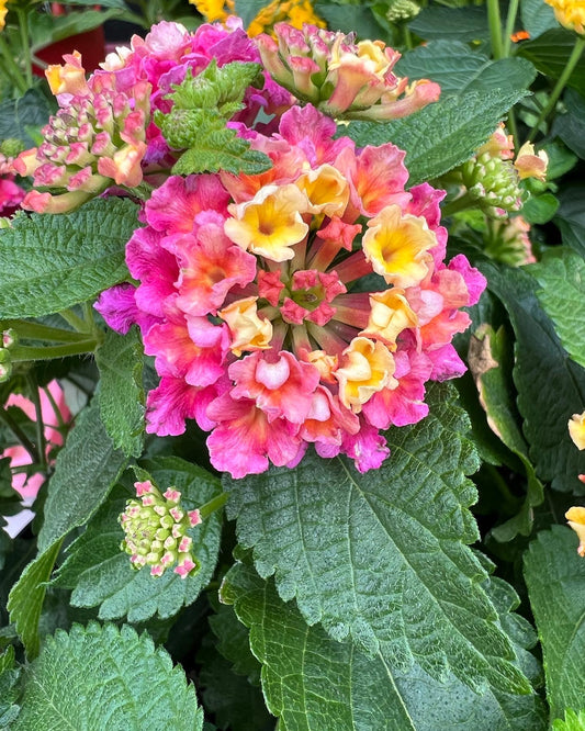 Lantana | Garden Seedling