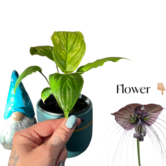 Tacca Chanterii