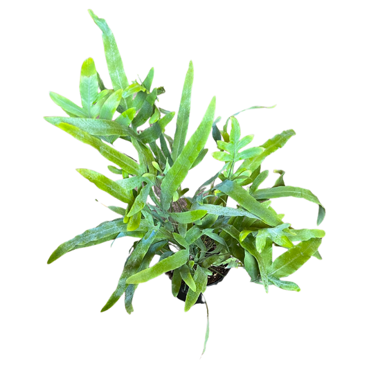 Fern | Blue Star