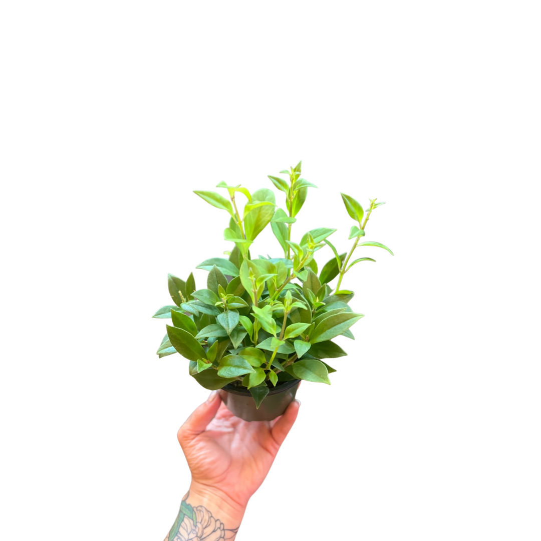 Lipstick Plant | Purple Star
