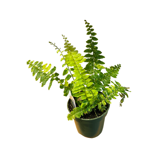 Fern | Boston "Tiger"