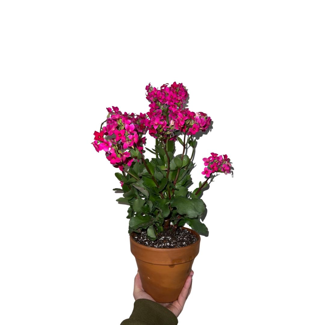 Kalanchoe