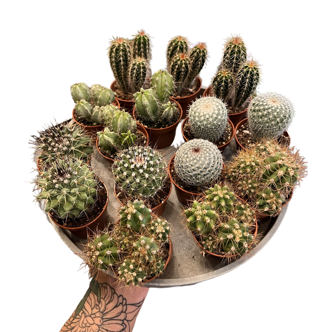 Cactus | Mix Species