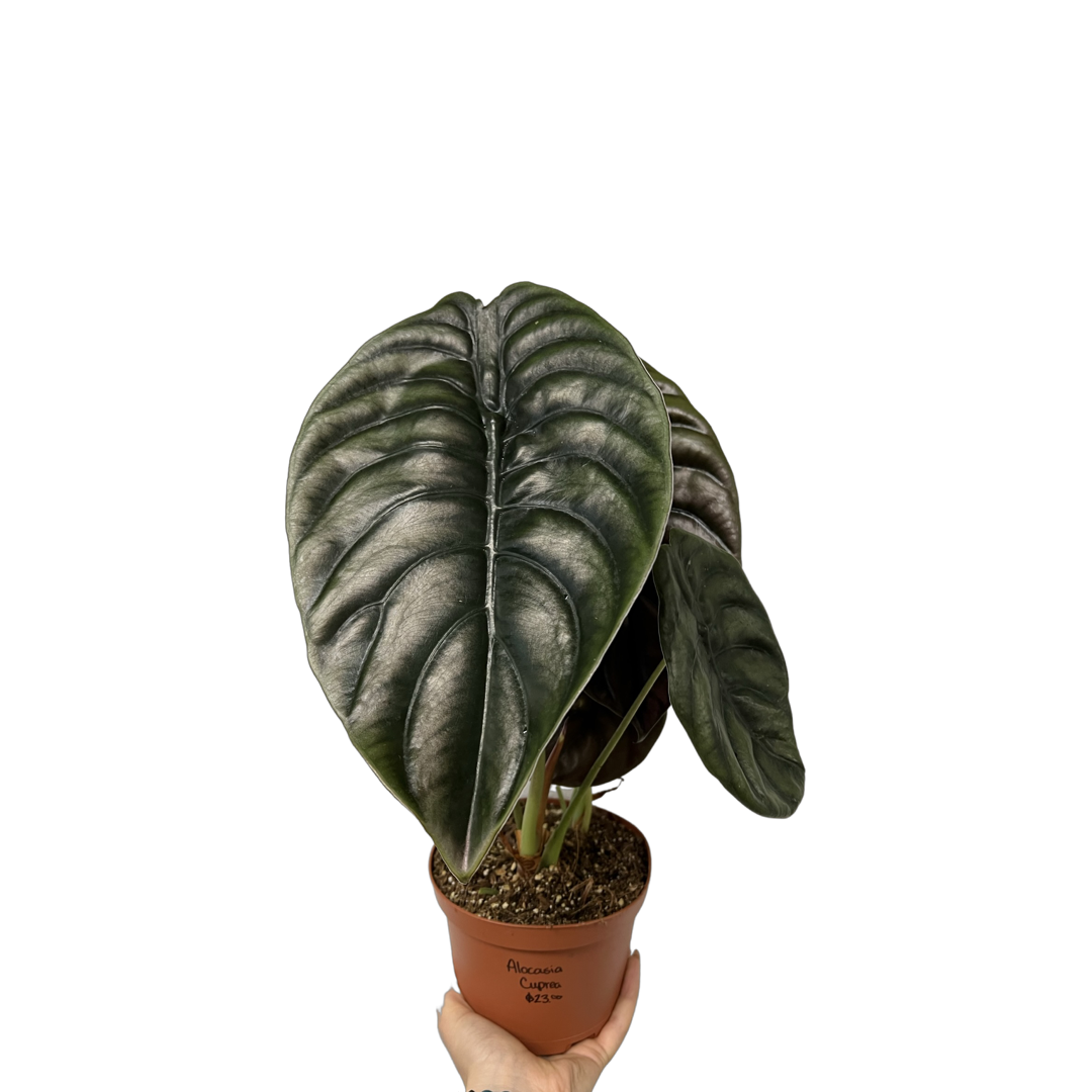 Alocasia | Cuprea - Red Secret