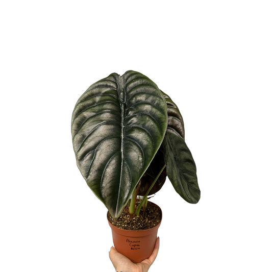 Alocasia | Cuprea