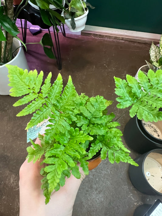 Fern | Wood