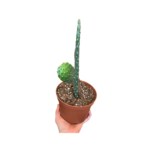 Cactus | Roadkill Consolea Rubescens