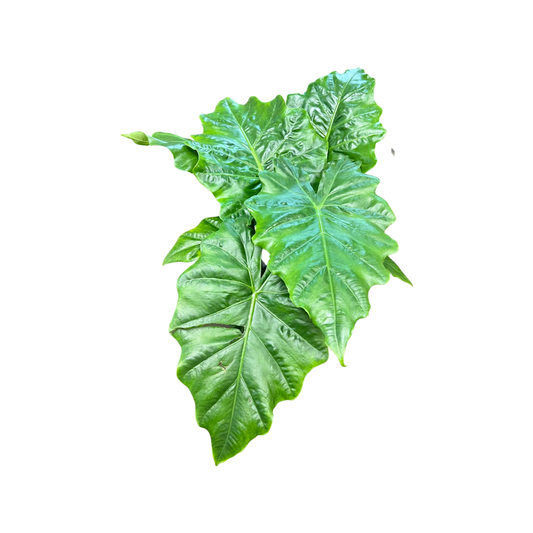 Alocasia |  Portodora
