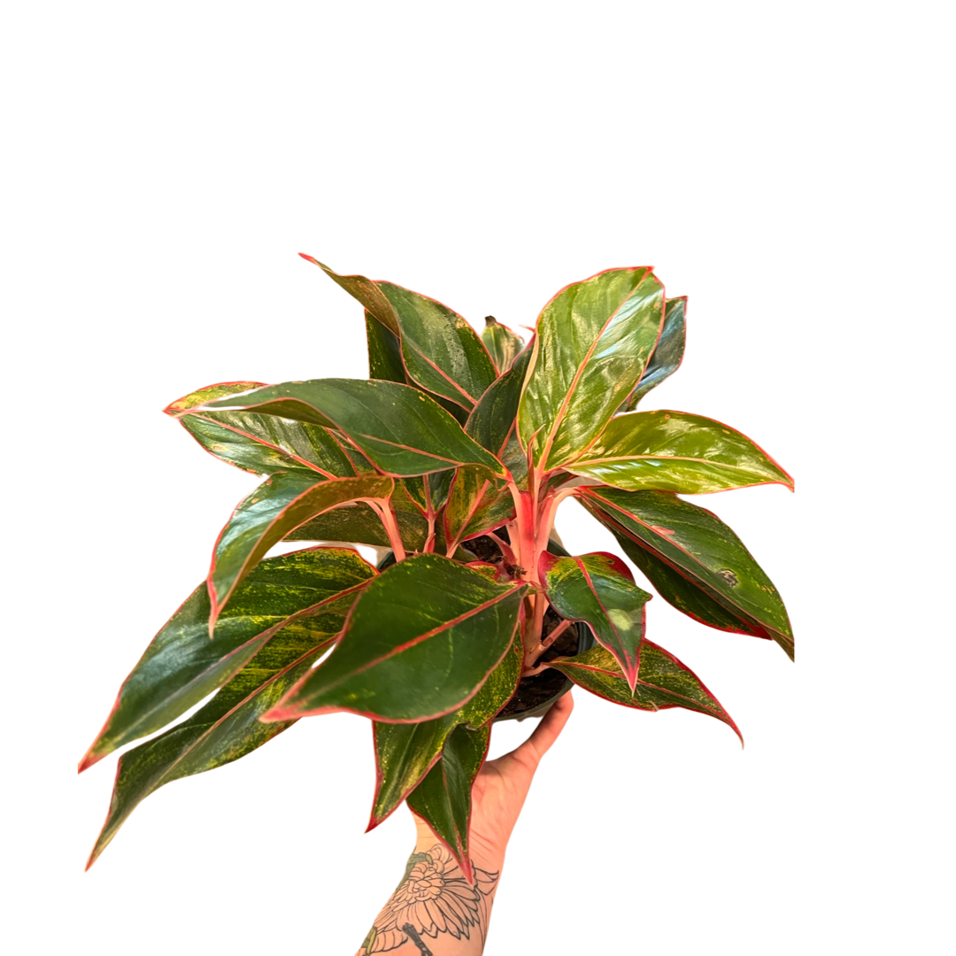 Aglaonema | Siam Aurora