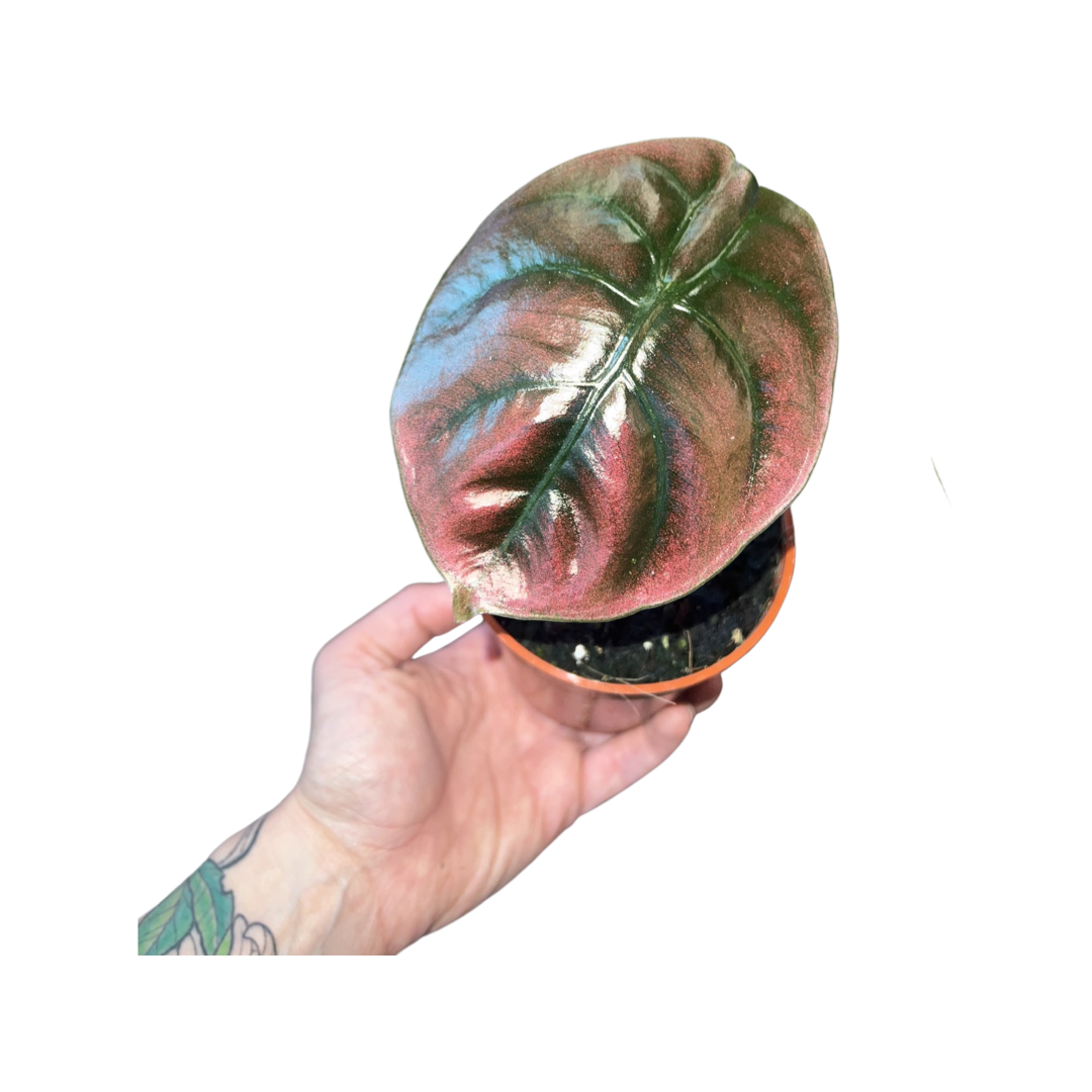 Alocasia | Cuprea - Red Secret