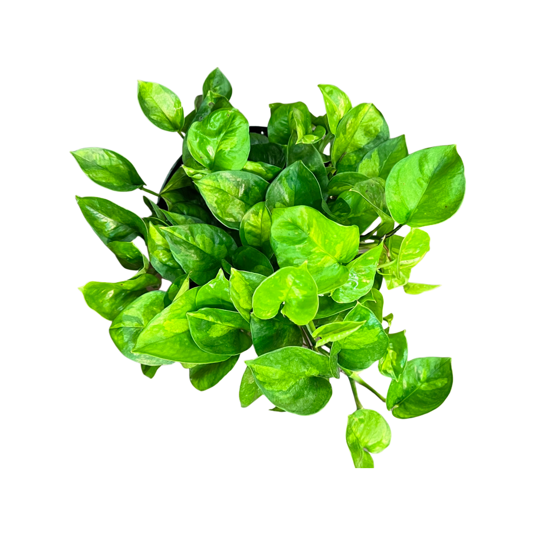 Pothos | Global Green