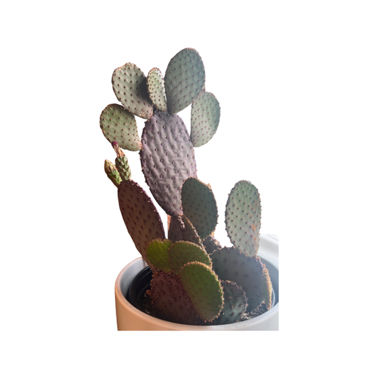 Cactus | Beaver Tail