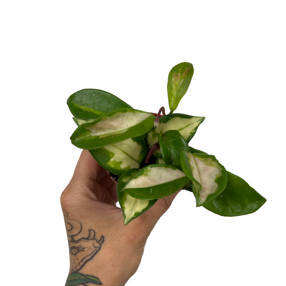 Hoya | Krimson Queen