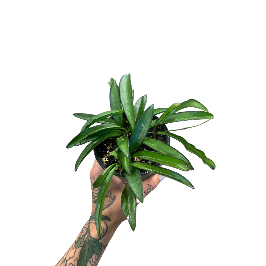 Hoya | Wayetti 4"