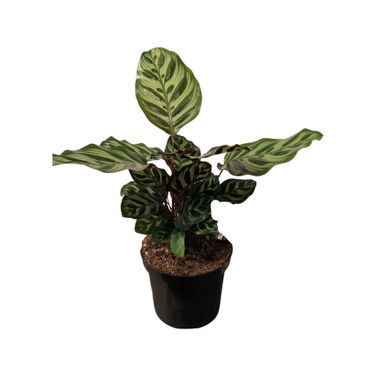 Calathea |  Makoyana