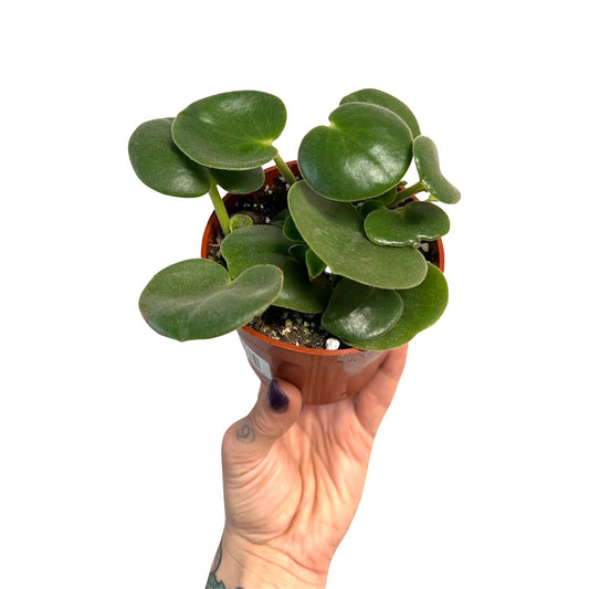 Peperomia | Incana