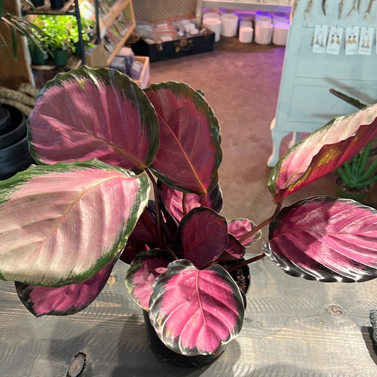 Calathea | Roseapicta "Rosy"