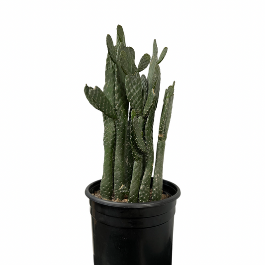 Cactus | Optuntia Consolea