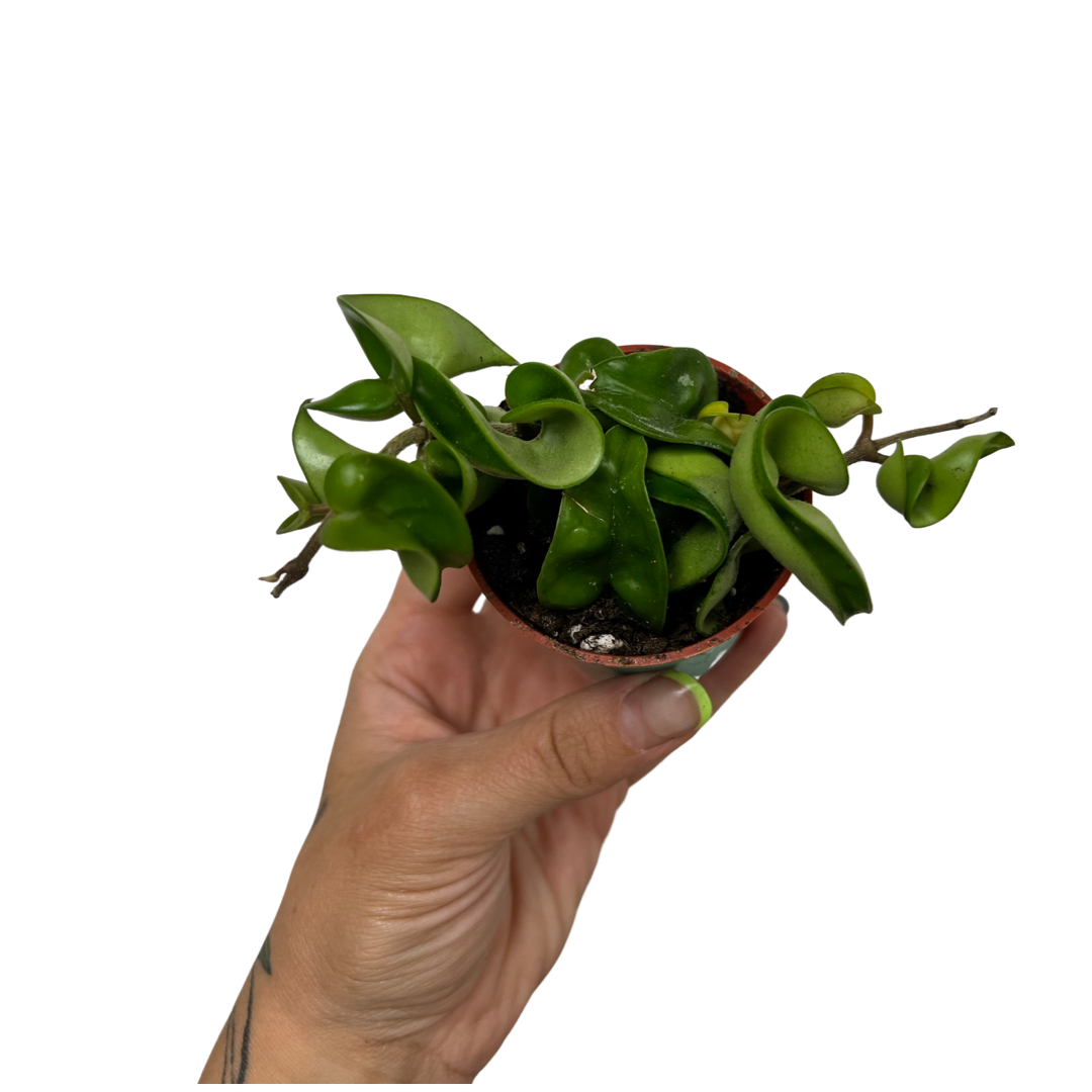 Hoya |  Compacta
