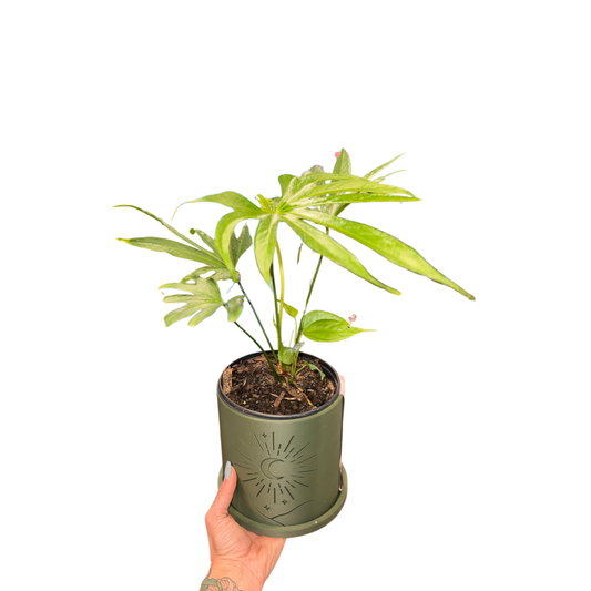 Pedatoradiatum | Anthurium
