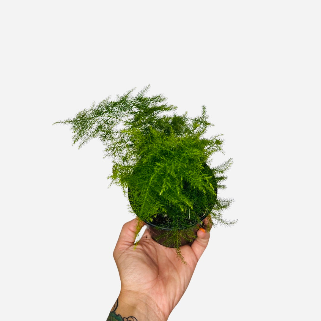 Fern | Asparagus Plumosa